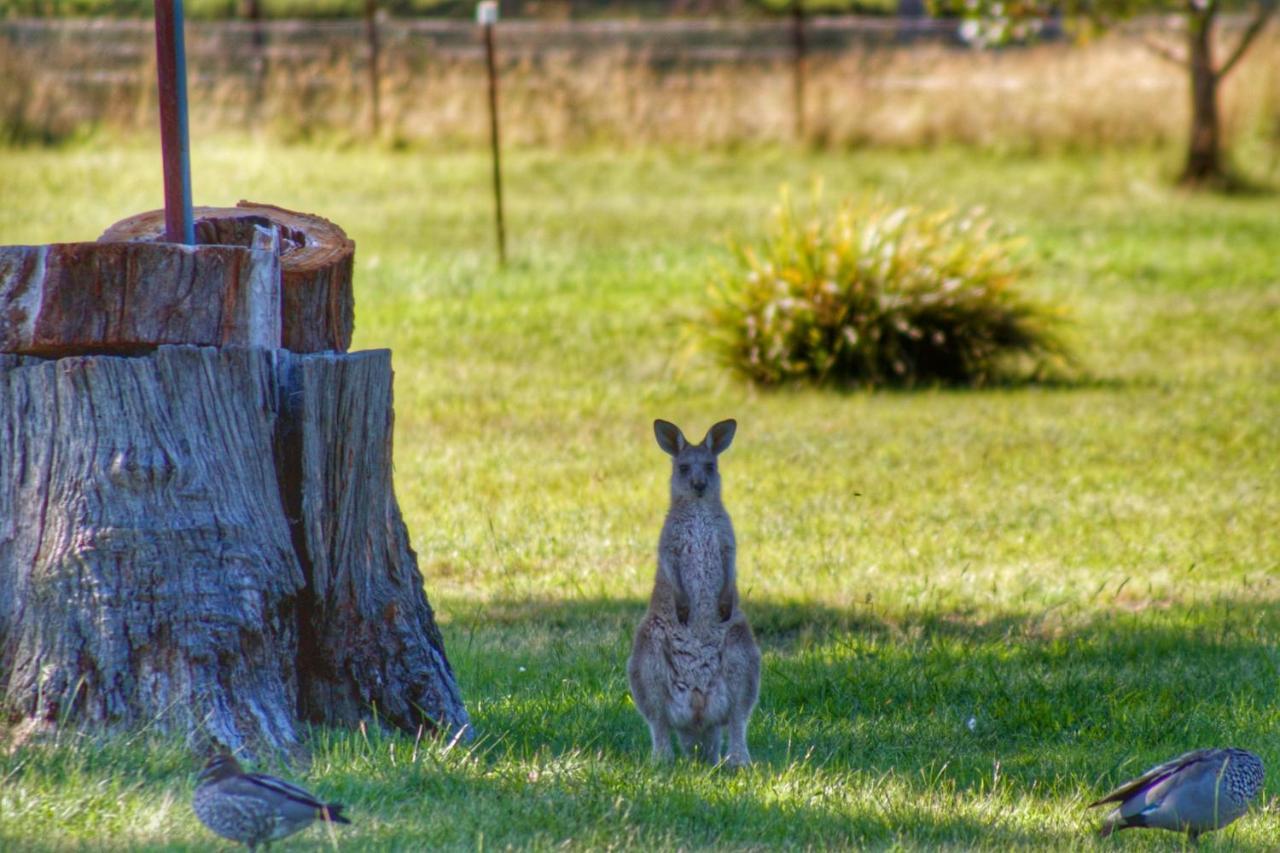 Marigold Cottage, A Blue Mountains Oasis- Spacious, Views & Kangaroos Little Hartley Bagian luar foto