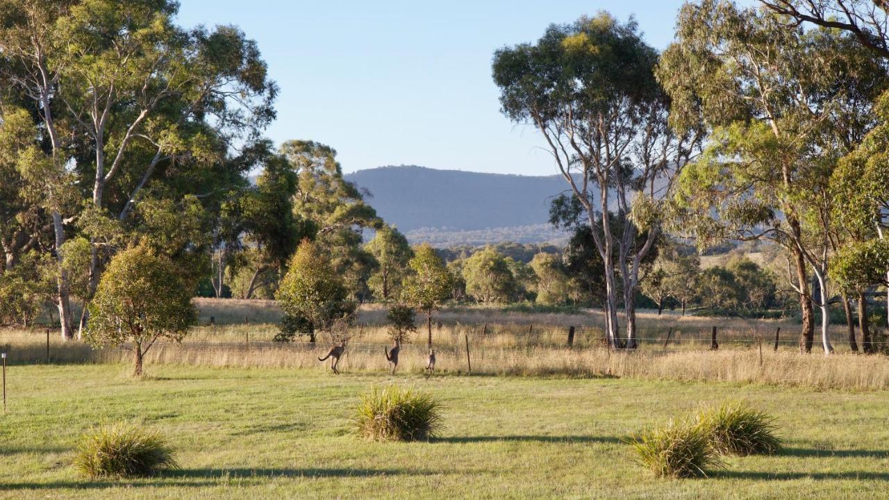 Marigold Cottage, A Blue Mountains Oasis- Spacious, Views & Kangaroos Little Hartley Bagian luar foto