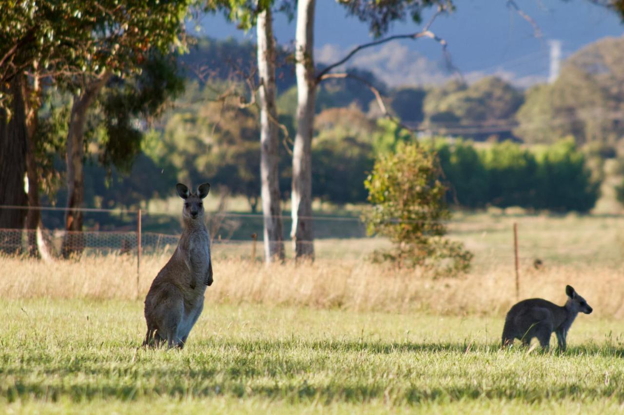 Marigold Cottage, A Blue Mountains Oasis- Spacious, Views & Kangaroos Little Hartley Bagian luar foto