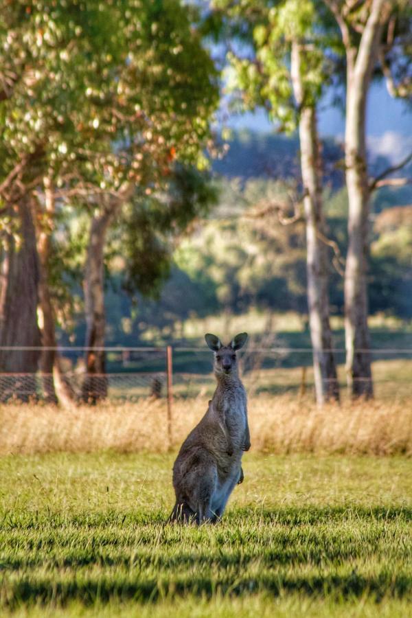 Marigold Cottage, A Blue Mountains Oasis- Spacious, Views & Kangaroos Little Hartley Bagian luar foto