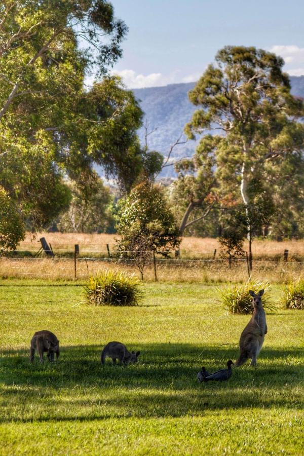 Marigold Cottage, A Blue Mountains Oasis- Spacious, Views & Kangaroos Little Hartley Bagian luar foto