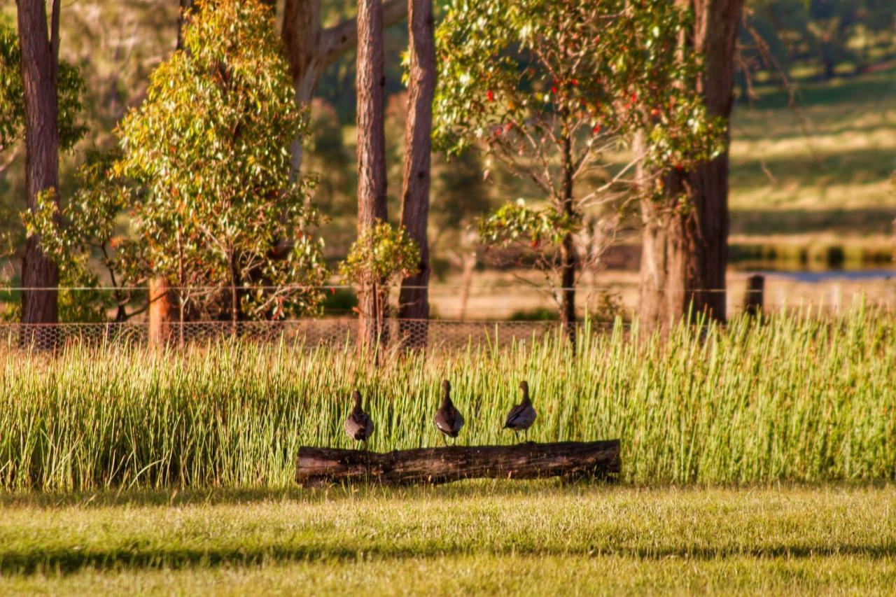 Marigold Cottage, A Blue Mountains Oasis- Spacious, Views & Kangaroos Little Hartley Bagian luar foto